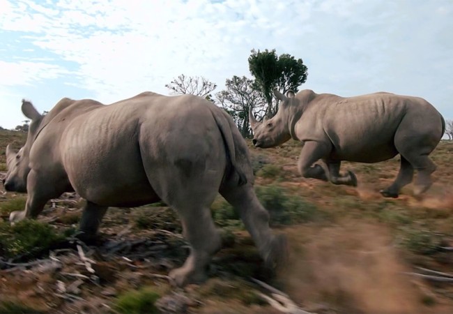 Does This Rhino Drone Video Help or Hurt Conservation?